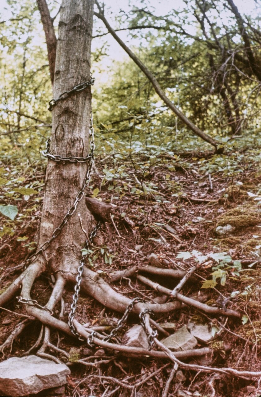 Ein Baum mit verworrenen Wurzeln, von Ketten umwickelt, umgeben von dichtem Grün an einem Hang.