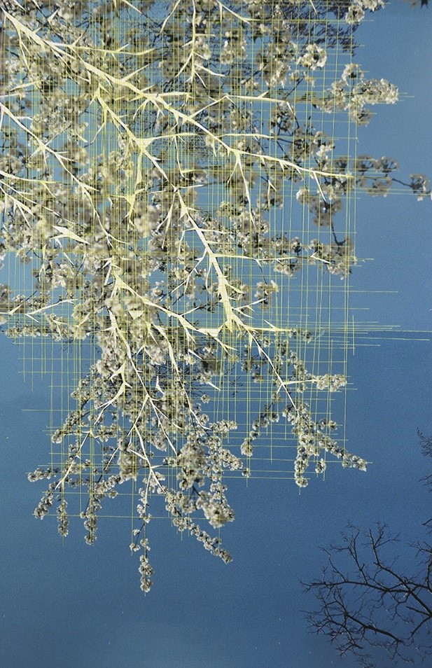 Reflection of branches and leaves in calm water with soft color gradients and a clear sky in the background.
