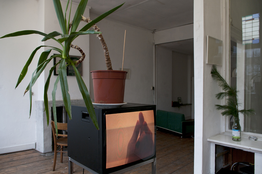 Plant in a flower pot on a black piece of furniture with a reflective surface in a minimalist interior.