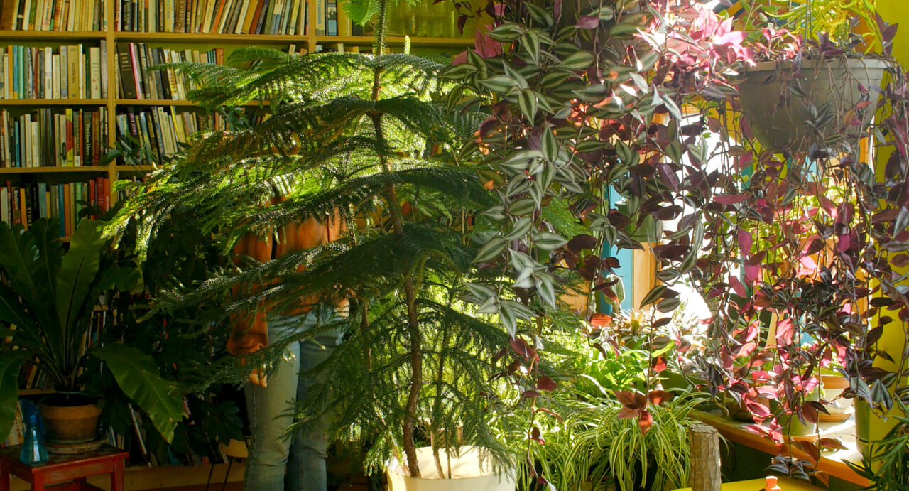 Bright room with lush plants and a bookshelf in the background.