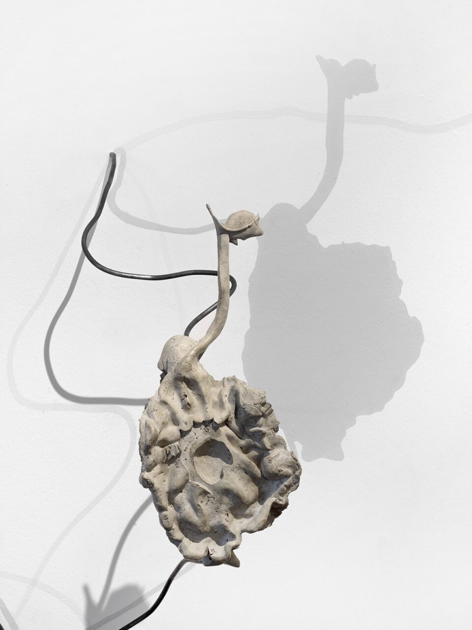 Abstract sculpture made of organic shapes casting shadows on a white wall.